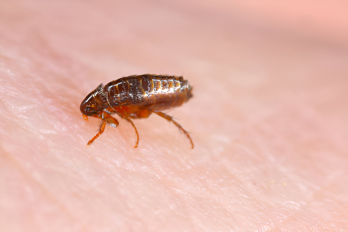Fleas Control